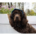 Панама для собак Hat-Dog котон Джинс