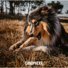 Палиця з кавового дерева Canophera