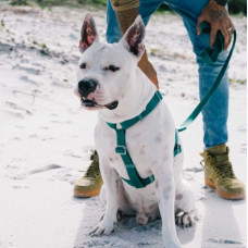 Шлея для собак Zee.Dog - NeoPro H-Harness Amazonia