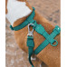 Шлея для собак Zee.Dog - NeoPro H-Harness Amazonia