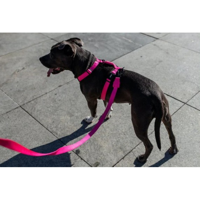 Шлея для собак Zee.Dog - Pink LED H-Harness