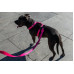 Шлея для собак Zee.Dog - Pink LED H-Harness