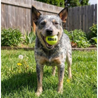Іграшка KONG SqueakAir Ball теніс, 3 шт.