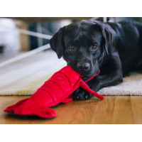 Іграшка для собак Ocean Buddies - Lobster P.L.A.Y