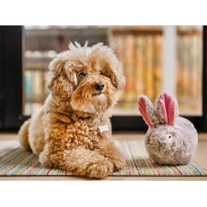 Іграшка для собак Baxter the Bunny Forest Friends Pet Play