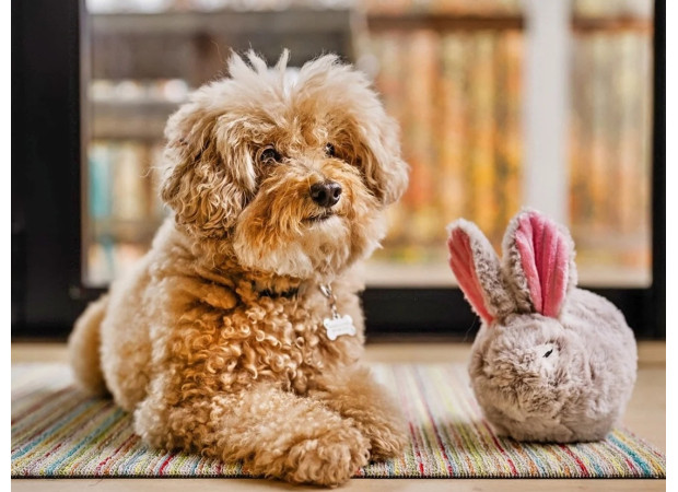 Іграшка для собак Baxter the Bunny Forest Friends Pet Play