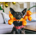 Іграшка для собак Party Animals - Balloon Dog P.L.A.Y