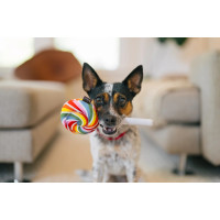 Іграшка для собак Snack Attack - Lollipup PetPlay