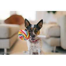 Іграшка для собак Snack Attack - Lollipup PetPlay
