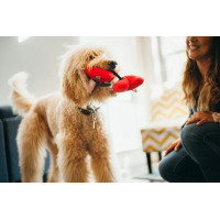 Іграшка для собак Puppy Love Collection - Fur-Ever Hearts Pet Play