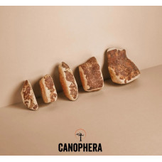 Корінь вересу Canophera