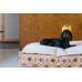 Іграшка для собак Party Time Collection - Crown Pet Play