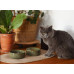 Керамічна миска для їжі Olive Sphere Ceramic Bowl