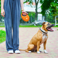 Повідець-рулетка для собак WAUDOG R-leash з контейнером, M, до 20 кг, 5 м