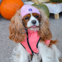 Шапка для собак Hat-Dog Акрил Рожева