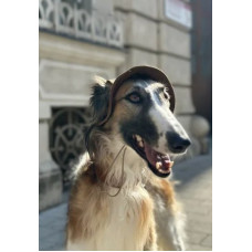 Панама для собак Hat-Dog вельвет Капучино