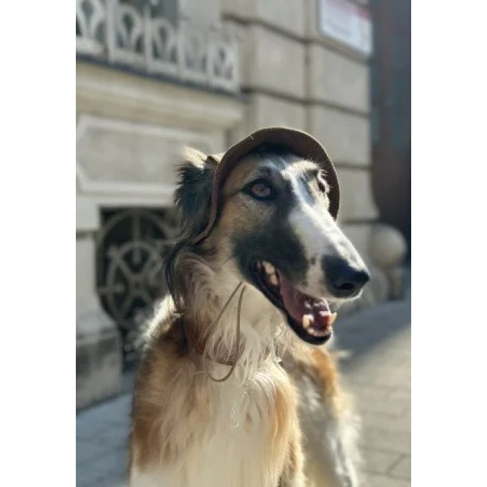 Панама для собак Hat-Dog вельвет Капучино