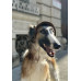 Панама для собак Hat-Dog вельвет Капучино