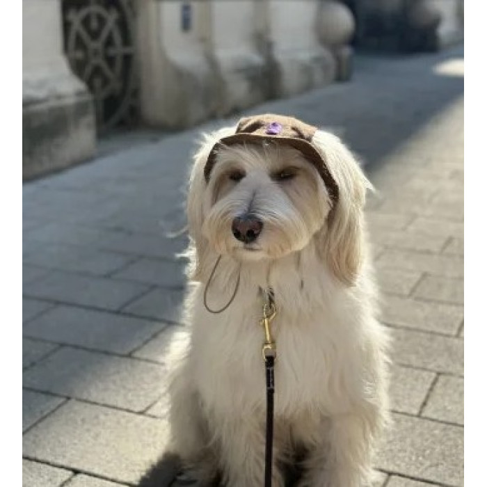 Панама для собак Hat-Dog вельвет Капучино