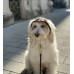 Панама для собак Hat-Dog вельвет Капучино