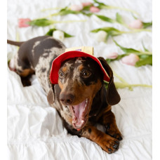 Панама для собак Hat-Dog котон Лимонний сорбет