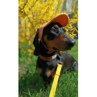 Кепка для собак Hat-Dog котон Оранж, S