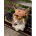 Кепка для собак Hat-Dog котон Оранж, S