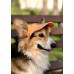 Кепка для собак Hat-Dog котон Оранж, S